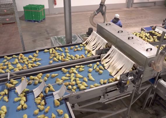 Aweta – branchenführender Projekt-Birnenanbauer in Italien