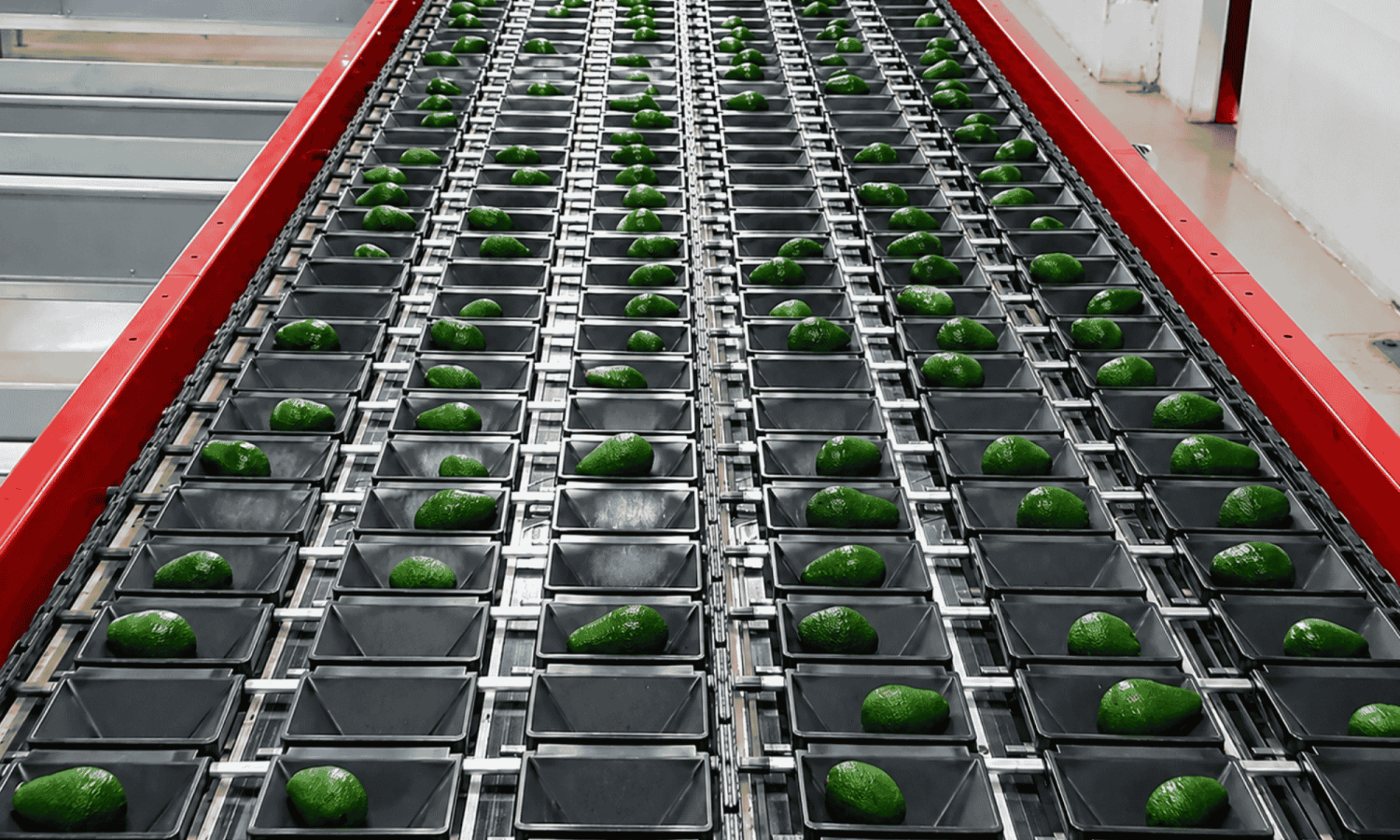 Aweta – Sensor zur Sortierung von Avocados nach Größe