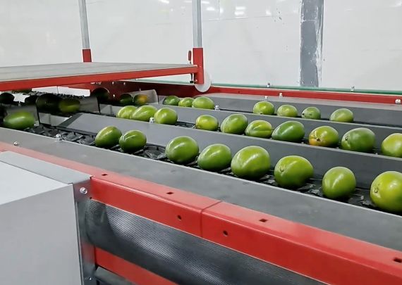 Aweta – branchenführendes Projekt zur Mango-Erzeugung direkt am Ursprungsort in Ägypten