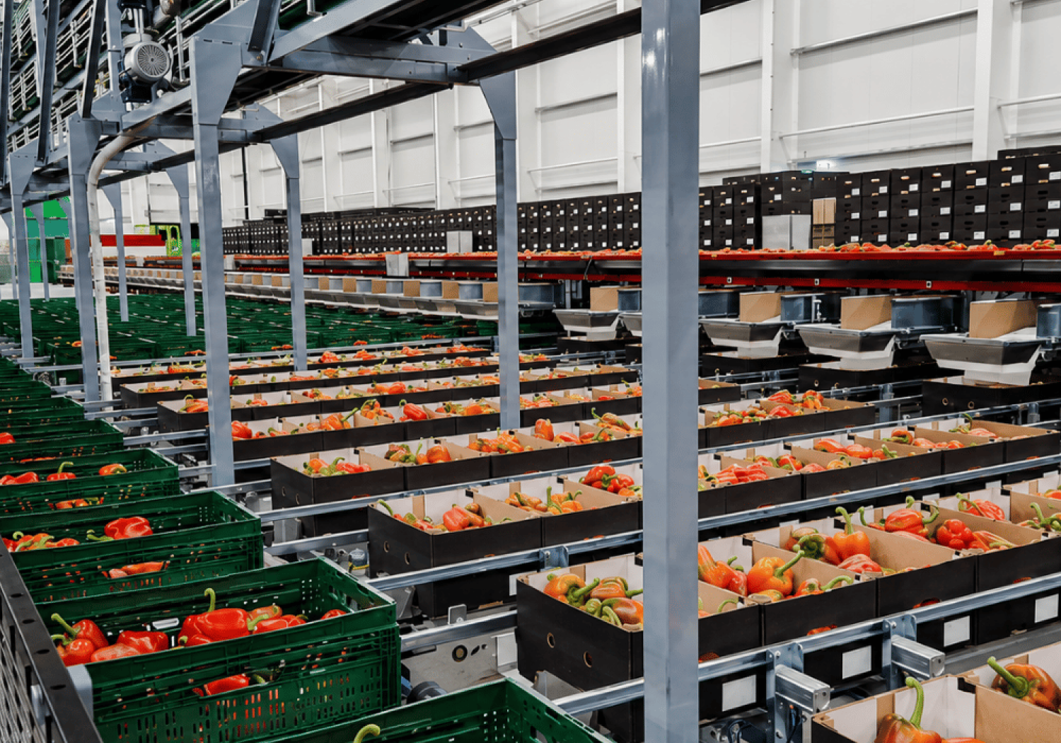 Aweta produce riempitrici per cassette e contenitori di pomodori