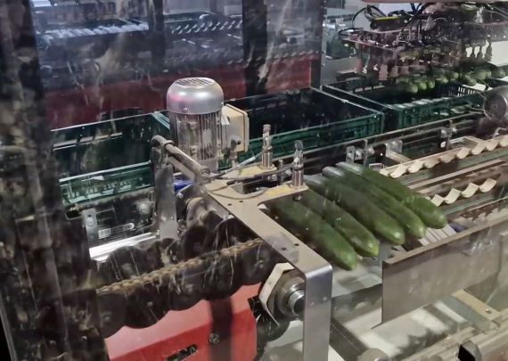 Aweta – branchenführendes Projekt: Gurkenanbau in den Niederlanden