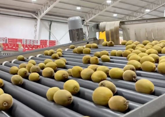 Aweta – branchenführender Projektbetreiber im Kiwi-Anbau in Chile