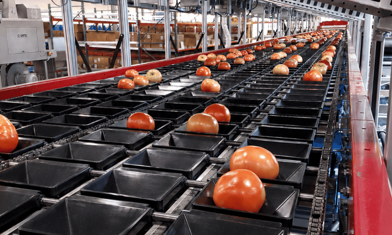 Sensore per la classificazione dei pomodori Aweta "Cupsizer"