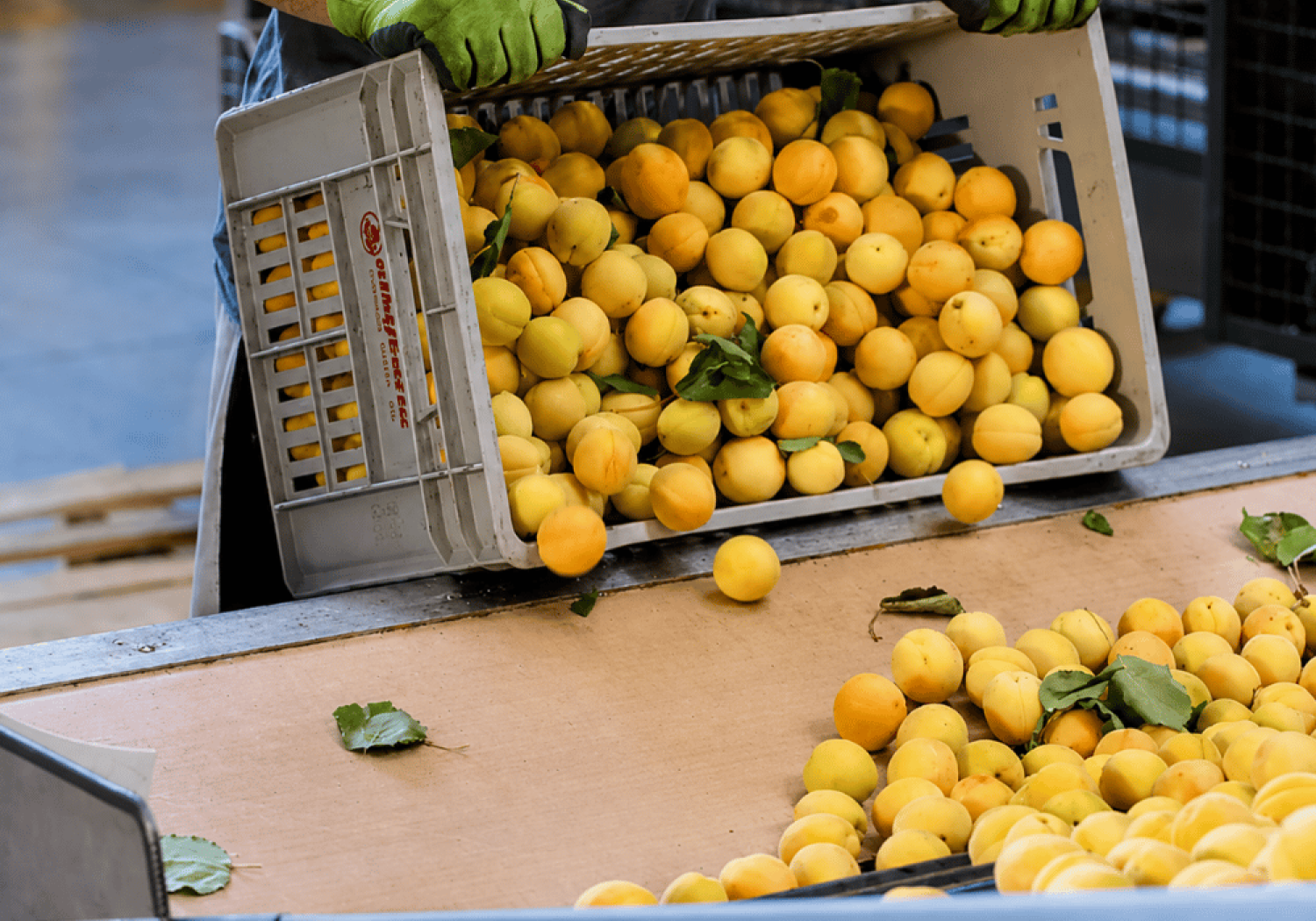 Aweta – Kippvorrichtung für Tomaten-Anbau-Kisten
