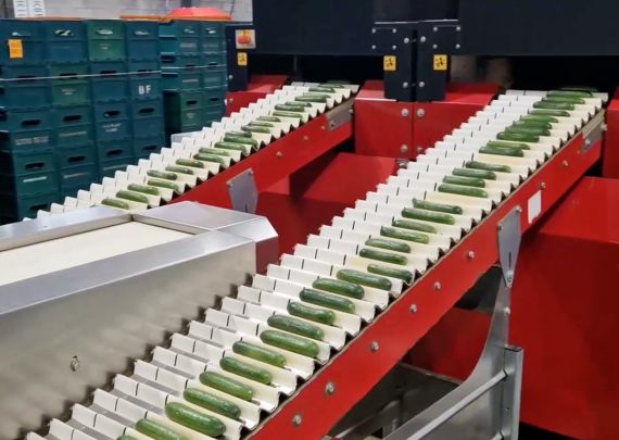 Aweta – branchenführendes Projekt eines kanadischen Anbieters von Mini-Gurken