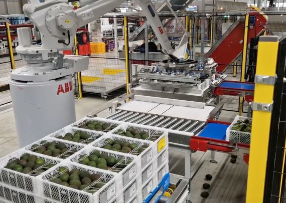 Das branchenführende Projekt „Avocado 4 Lanes“ von Aweta