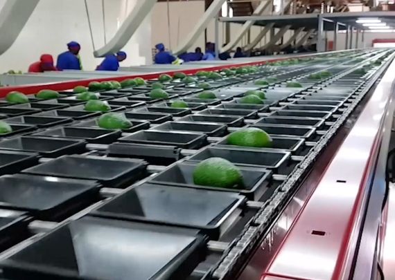 Das branchenführende Projekt „Avocado 6 Lanes“ von Aweta