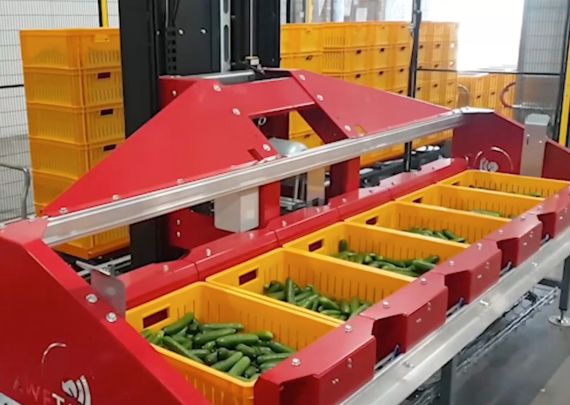 Das branchenführende Projekt von Aweta: Verpackung von Gurken
