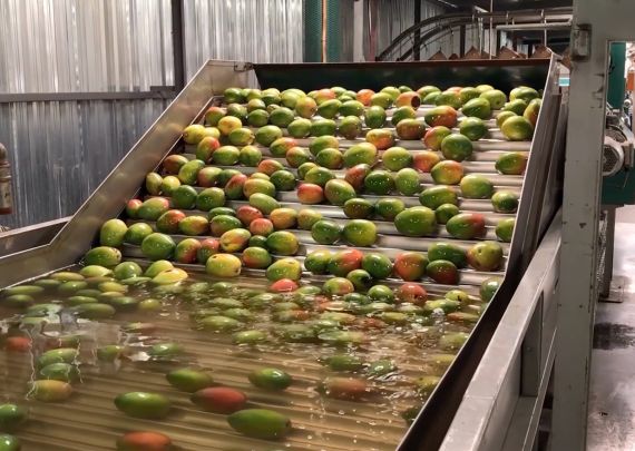 Das branchenführende Projekt von Aweta zur Mangosortierung in Südafrika