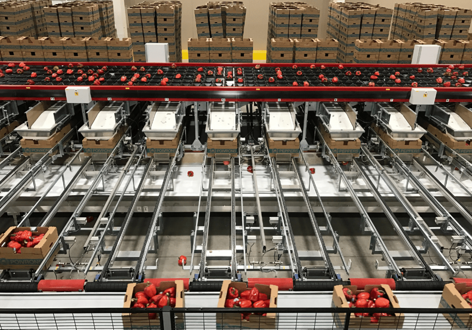 Aweta produce riempitrici per cassette e contenitori di pomodori