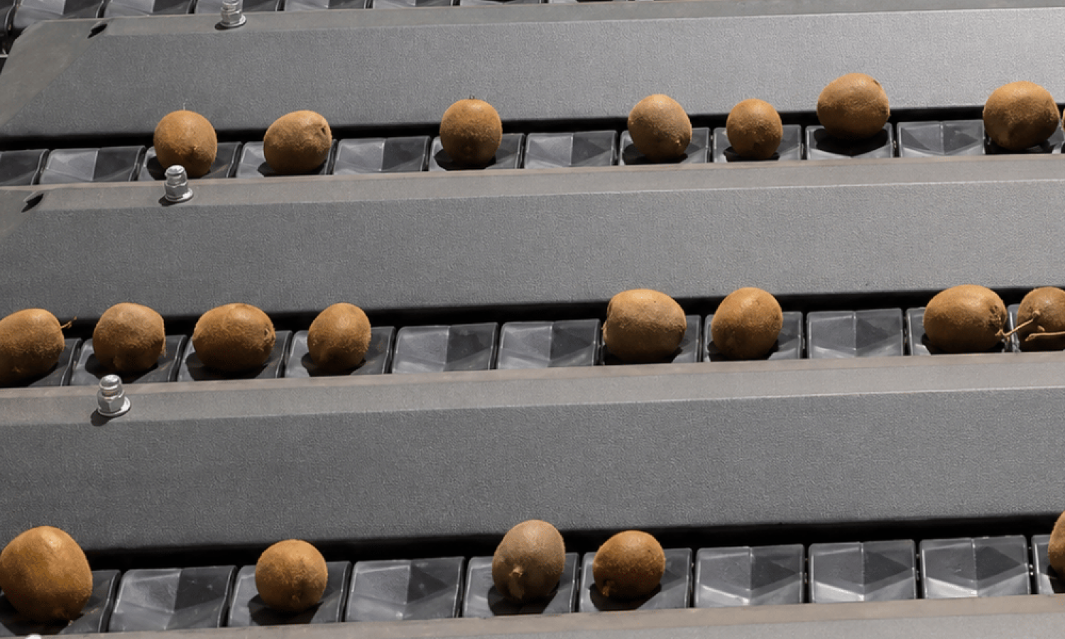 Sensore Midstar per la classificazione dei kiwi Aweta