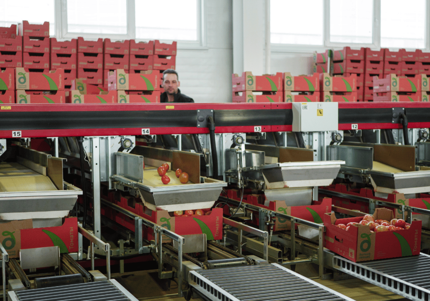 Aweta produce riempitrici per cassette e contenitori di pomodori