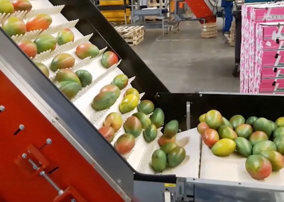 Aweta – branchenführendes Projekt: Mangos zum sofortigen Verzehr