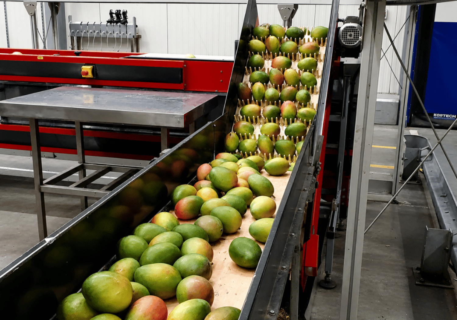 Aweta: ribaltatore per cassoni di mango