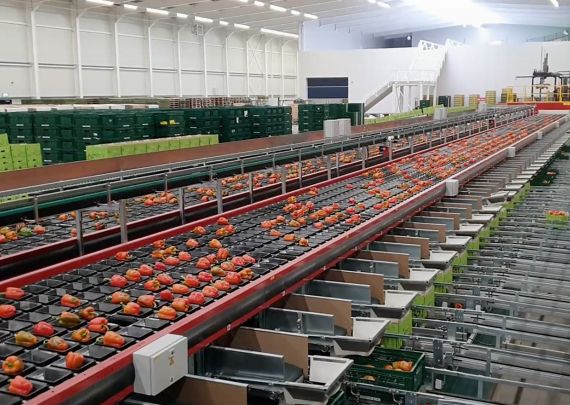 Le projet phare d'Aweta : Hoogweg Paprika's