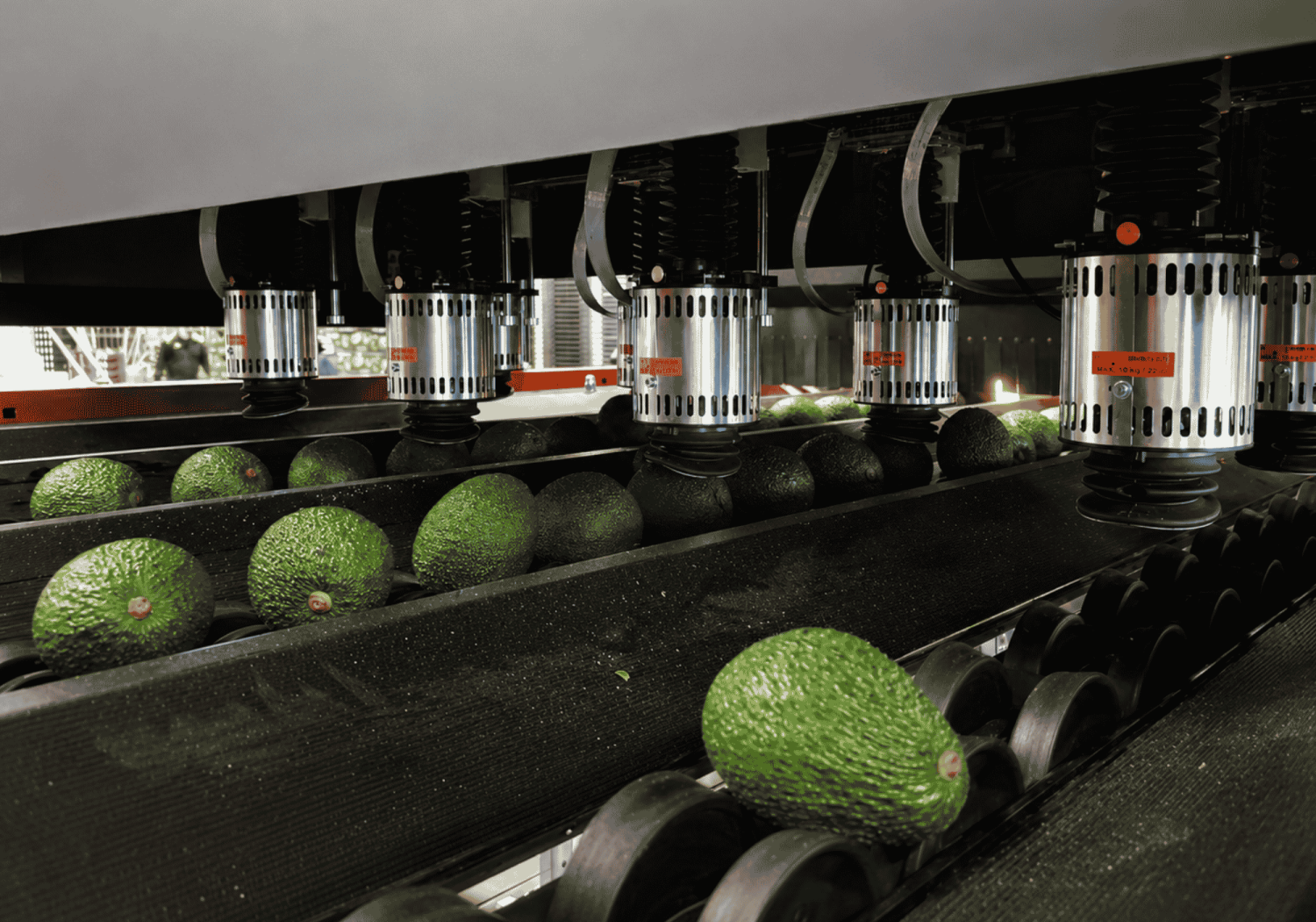Aweta führt eine interne Qualitätsprüfung der Avocados durch