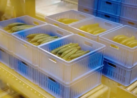 Aweta – branchenführendes Projekt „Gurke“