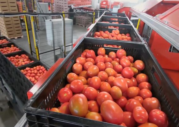 Aweta – branchenführendes Projekt zur Verpackung von Tomaten in Russland