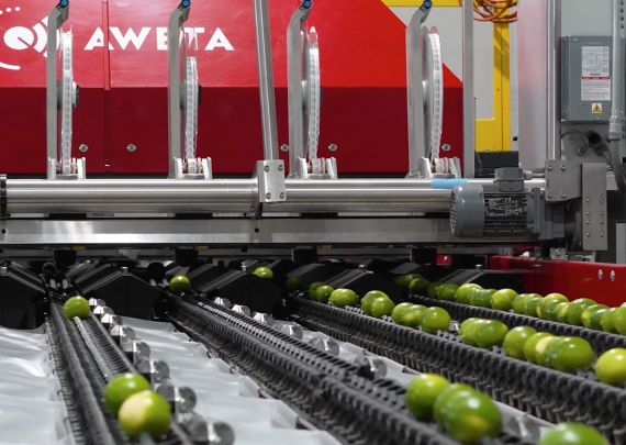 Das branchenführende Limettensortierprojekt von Aweta für San Jose Produce