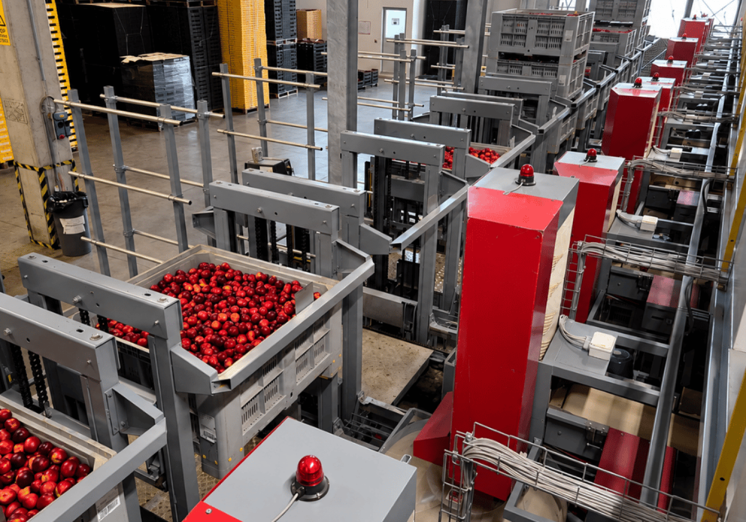 Aweta stellt Befüllungsmaschinen für Steinobstbehälter und -kisten her