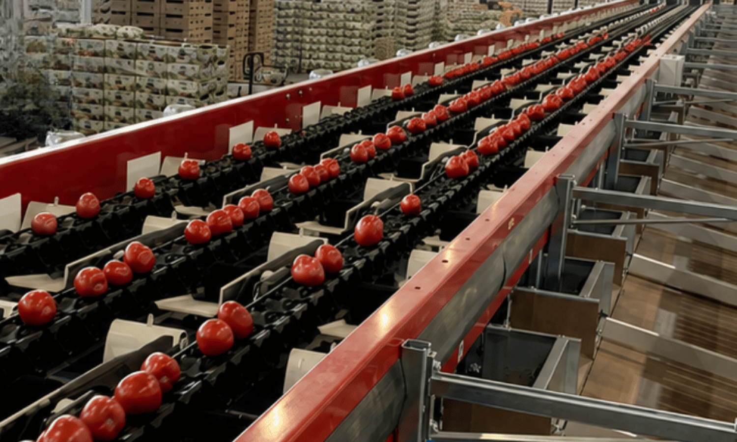 Sensore Rollerstar per la classificazione dei pomodori Aweta