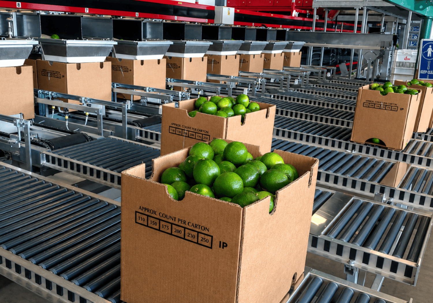 Aweta-vulmachines voor groente- en fruitbakken en -dozen