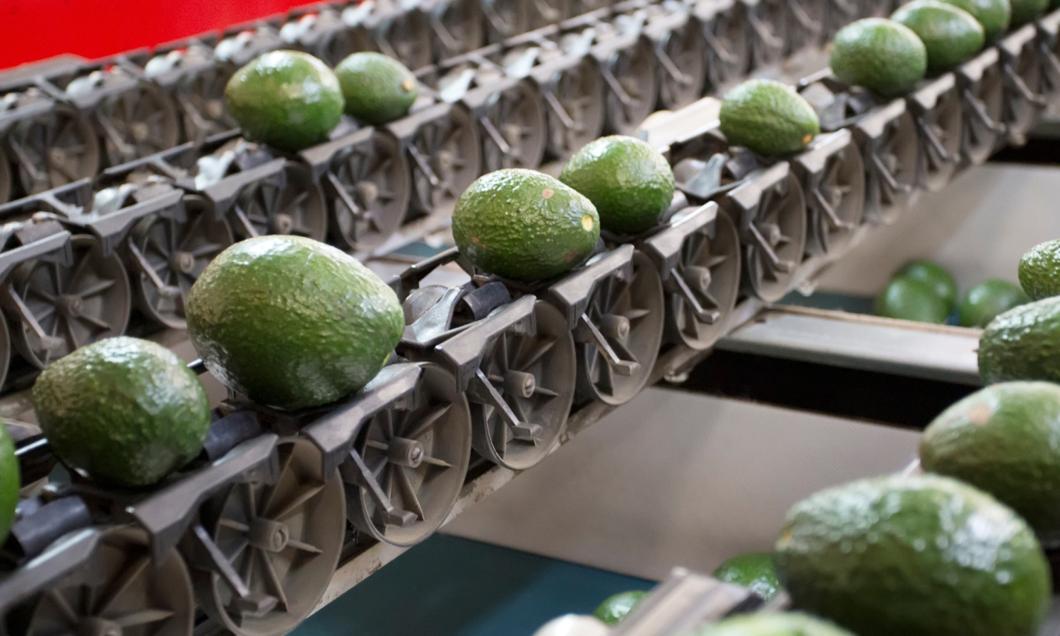 Aweta-Sensor zur Sortierung von Avocados – Rollerstar