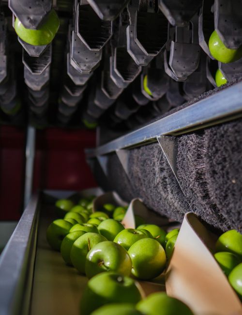 Innovationen von Aweta im Bereich Sortieren und Verpacken